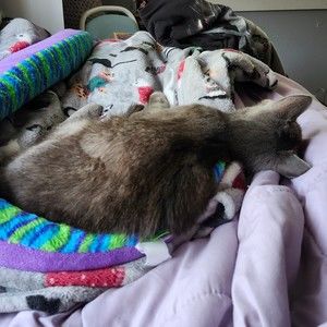 Meet your Posher, Dani